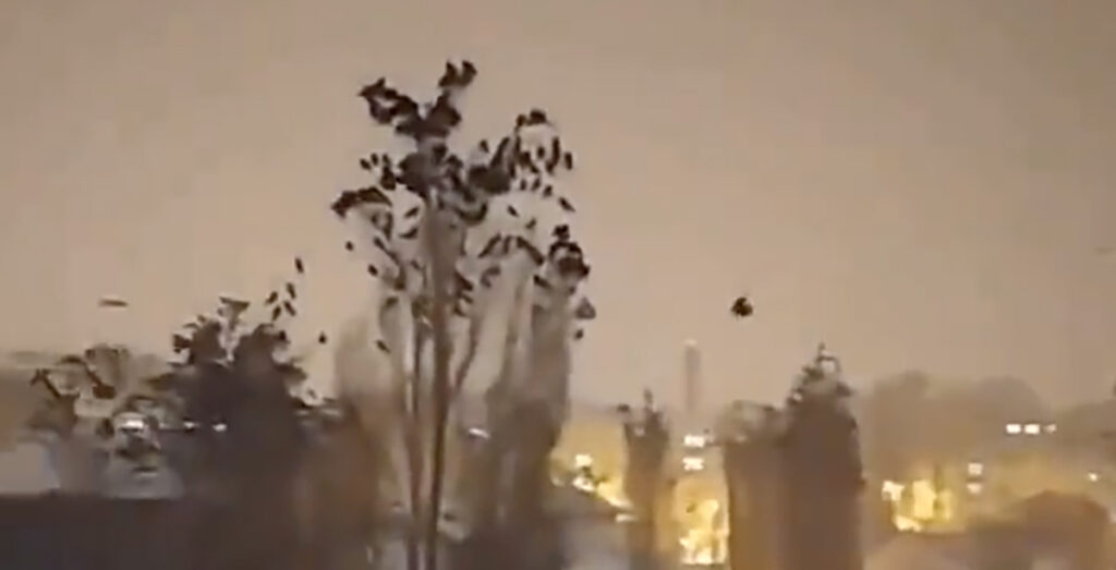 VIDEO: Türgis käitusid linnud imelikult vahetult enne maavärinat