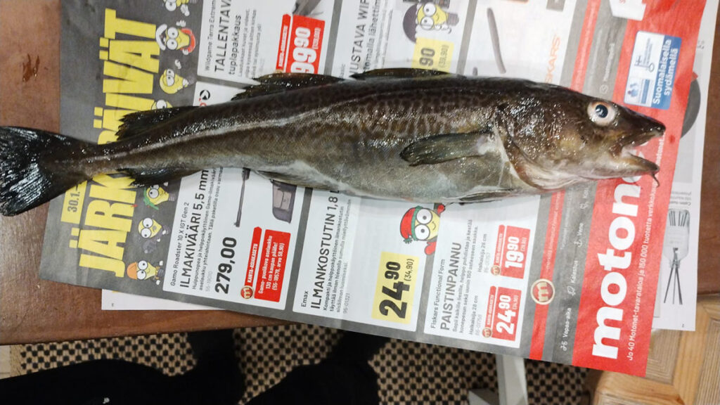 Soomes püüti merest tursk – seda peetakse haruldaseks