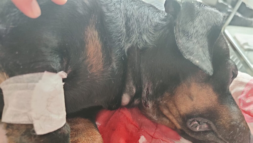 Kohutav lugu: eestlane viis Soomes jalutama oma koera, kes pureti poolsurnuks