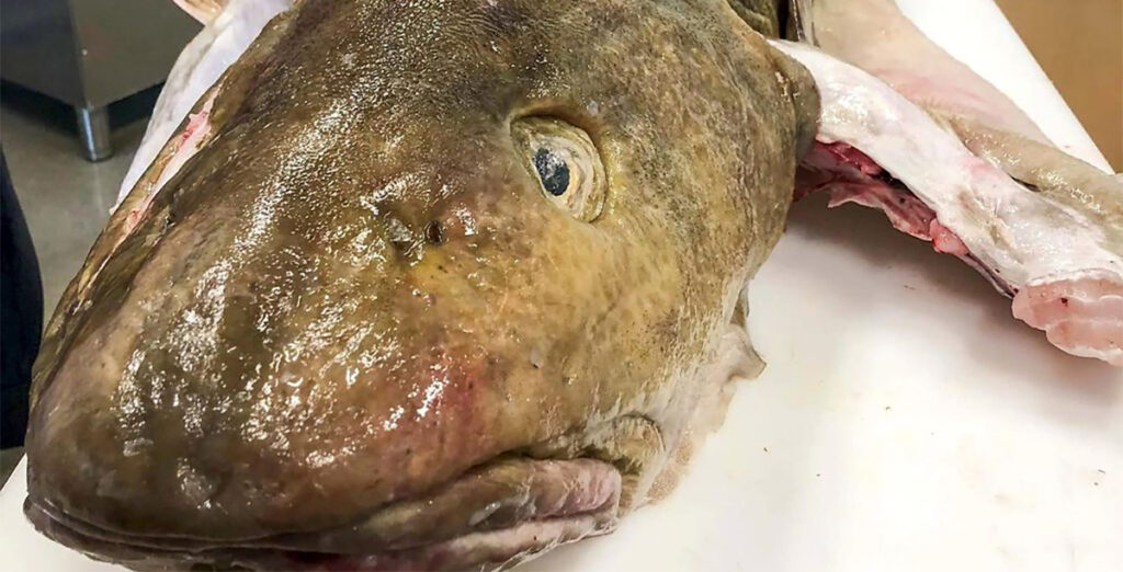 Soomes registreeriti 29 kg rekordkala