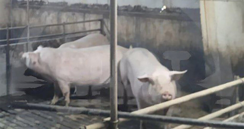 Ukraina droon tabas Venemaal suurt seafarmi, hukkus 179 siga