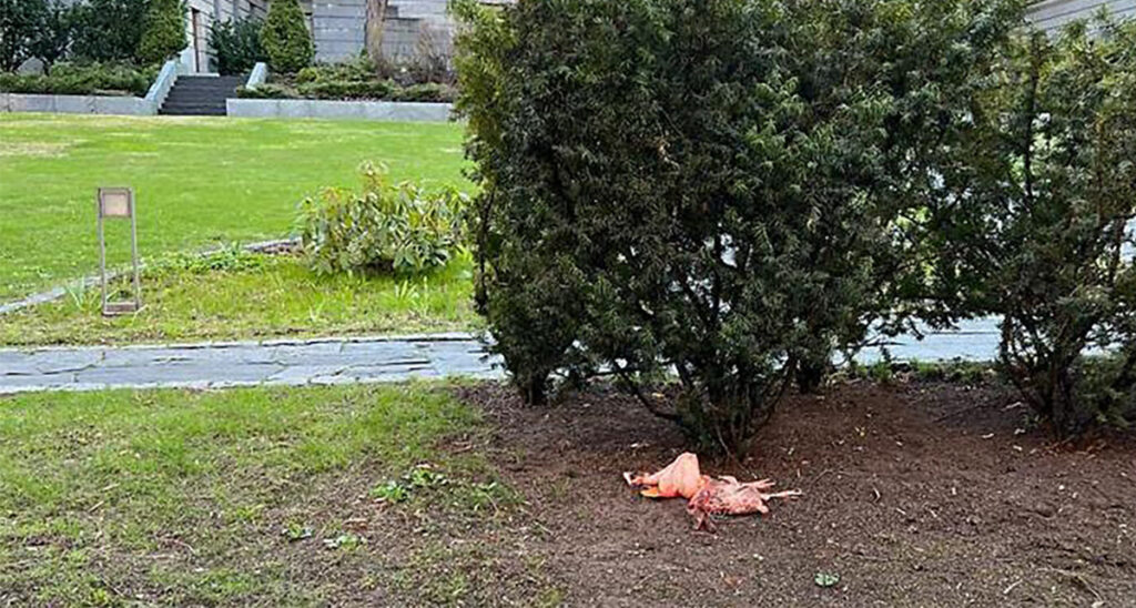 Venemaa Helsingi saatkonna hoovis avanes kole vaatepilt