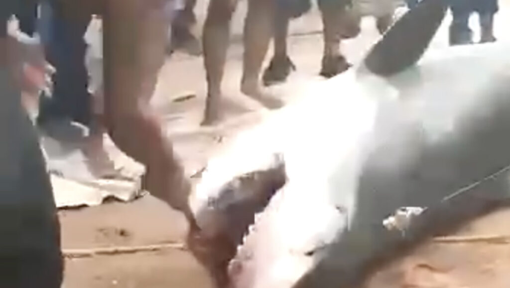 VIDEO: Egiptuses saadi kätte haikala, kes sõi ära 23-aastase venelase NB! Nõrganärvilistele mittesoovitav