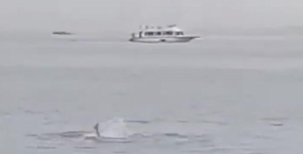 VIDEO: Egiptuses sõi haikala Vene turisti ära NB! Nõrganärvilistele mittesoovitav