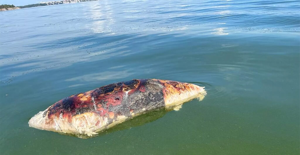 Soomes tehti kindlaks, mis oli vees hulpinud haisev kogu