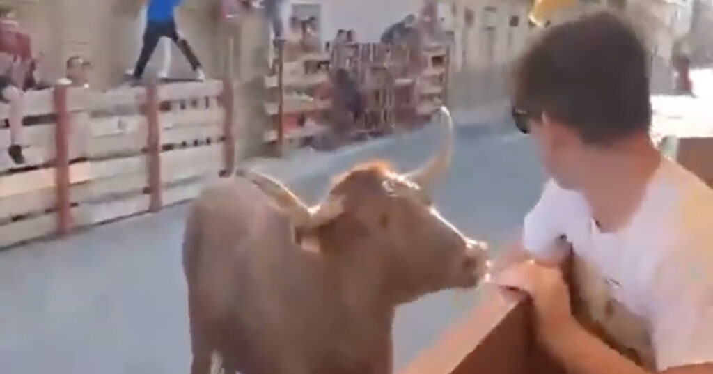 VIDEO: Hispaanias maksis härg teda narrinud inimestele kätte