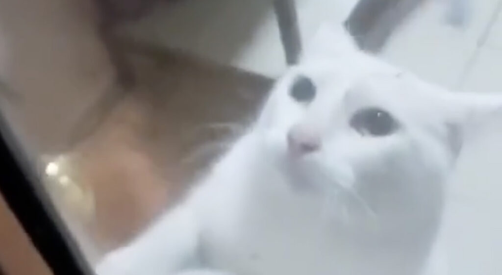 VIDEO: mees võttis kassi kaasa hiiri püüdma, aga kõik ei läinud päris nii nagu kavandatud