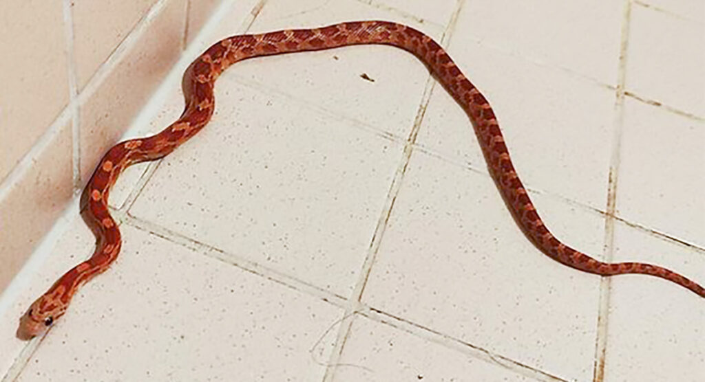 Suur ehmatus: soome naise käteräti alt tuli välja pikk kägistaja-madu