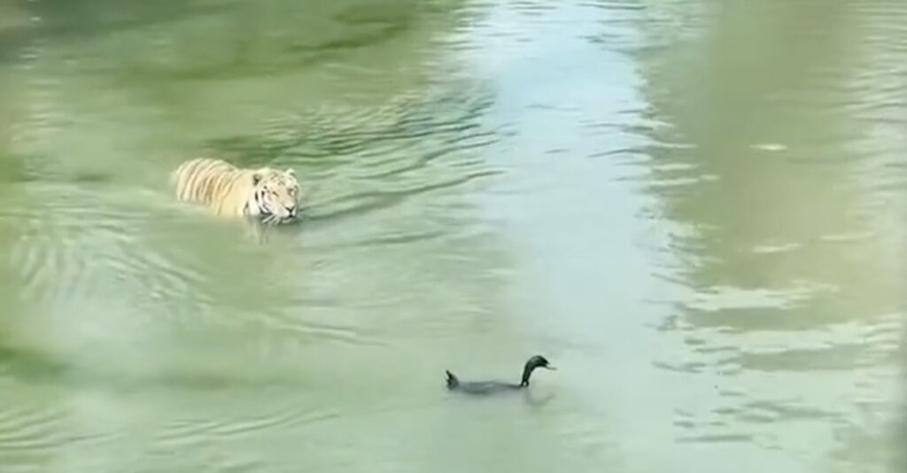 VIDEO: Mis mõttes?! Kuhu kadus lind?