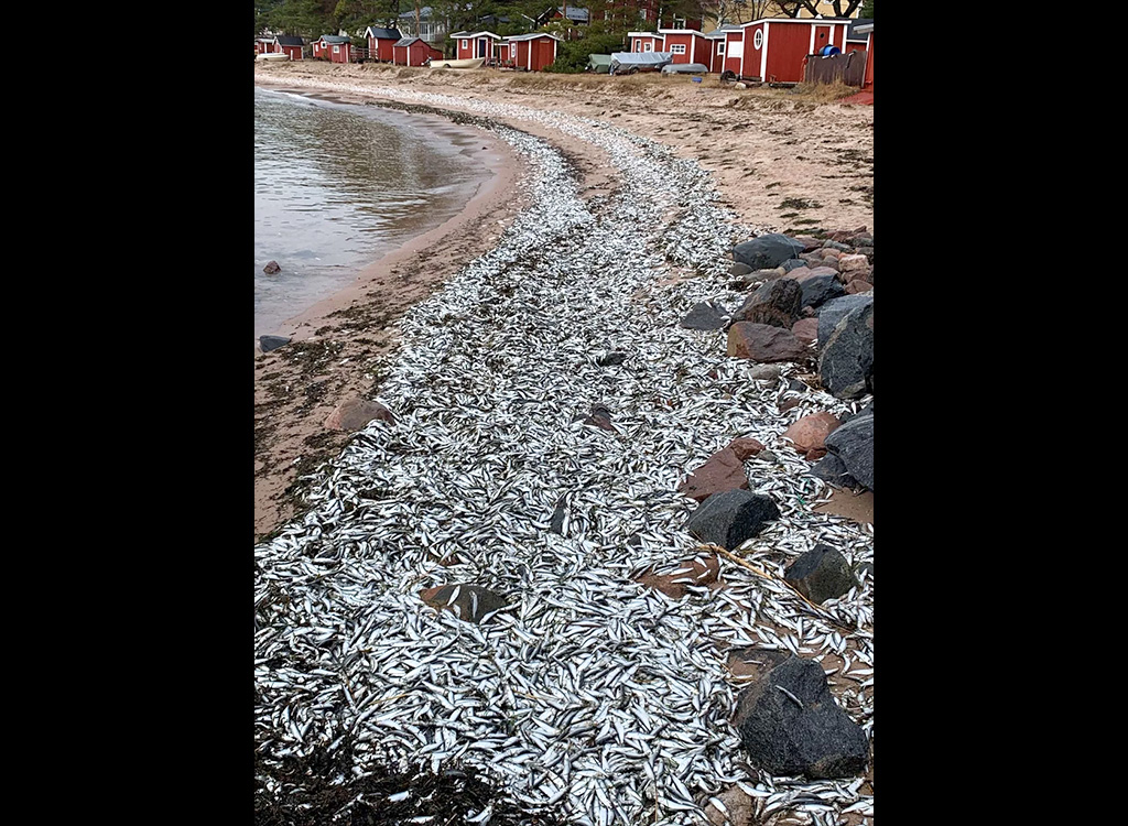 Soomes uhtus meri randa suurel hulgal surnud kalu – see võib olla seotud varem randa uhutud valge ollusega