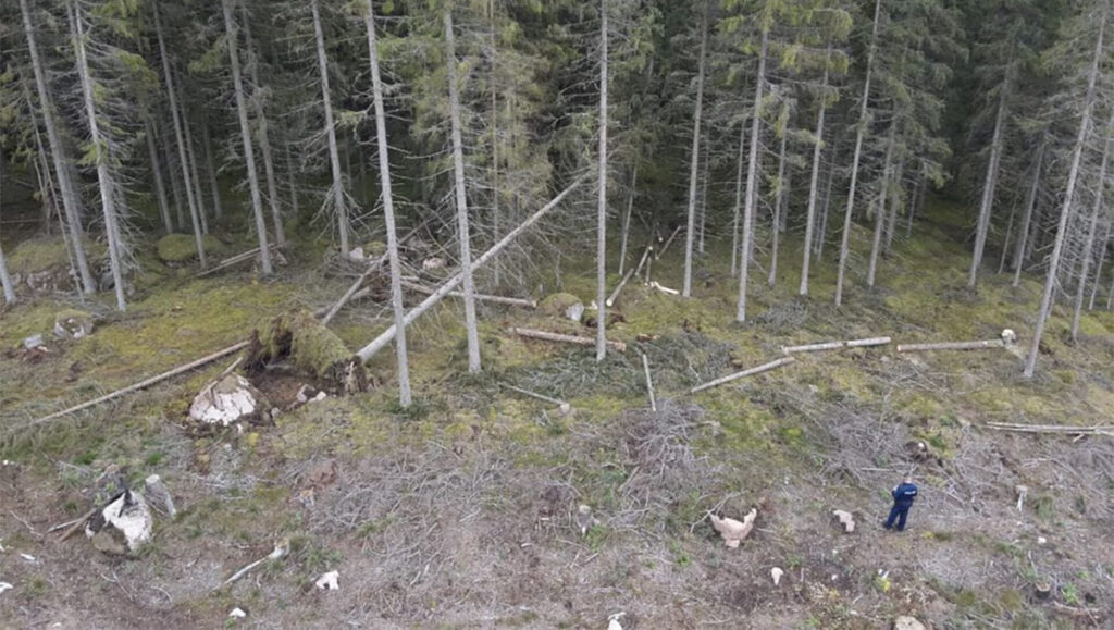 Soomes jäi naine puu alla ja suri, mees mõisteti süüdi