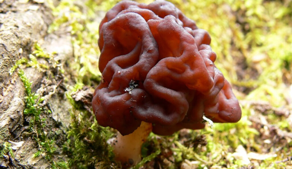 Seda seent ei soovitata Soomes enam toiduks tarvitada – mürgistusoht