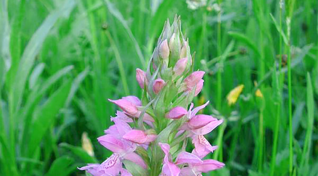 Ettevaatust: Soomes korjatud kimp lilli võib maksma minna 100 000 eurot