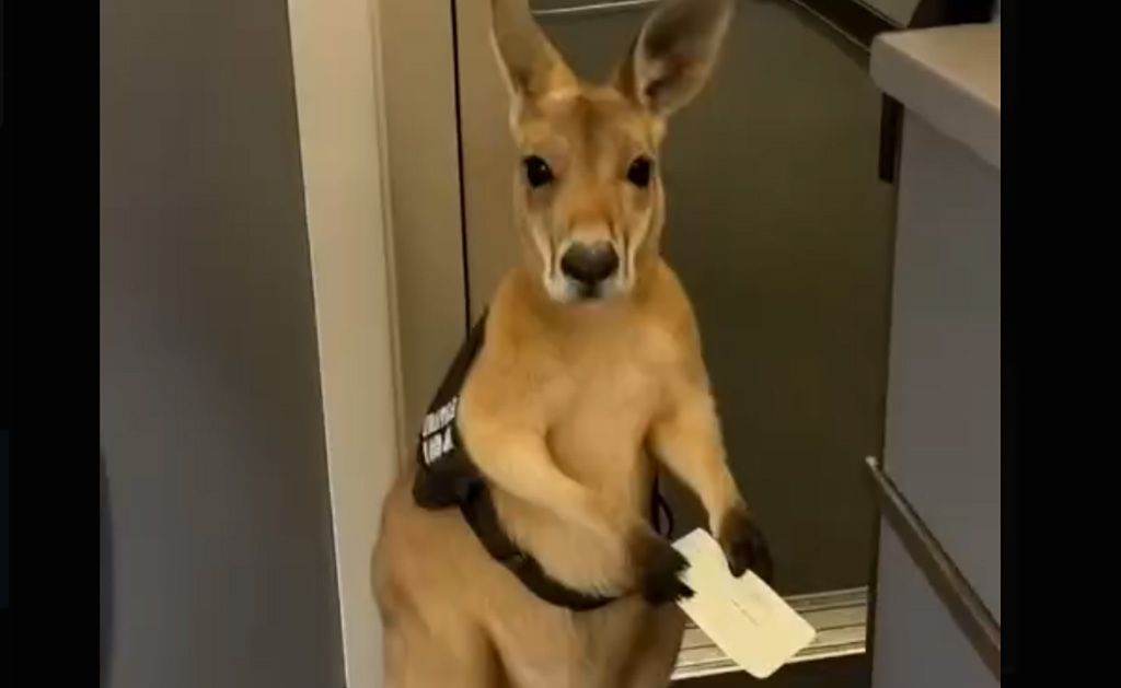 VIDEO: känguru tahtis lennata…