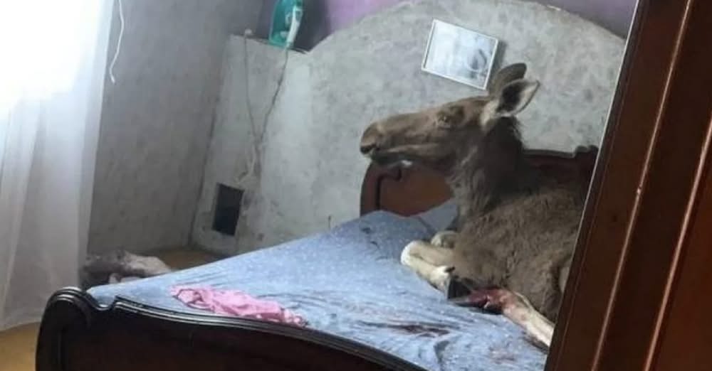 PILTUUDIS: põder tuli majja