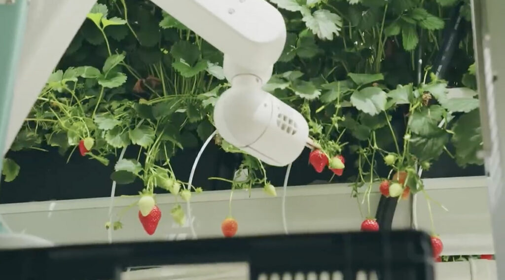 VIDEO: Dyson hakkas maasikaid kasvatama