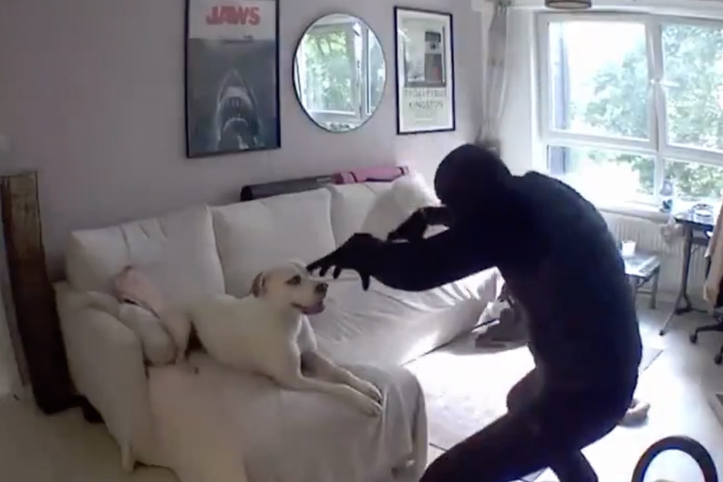 VIDEO: koer sõbrunes vargaga