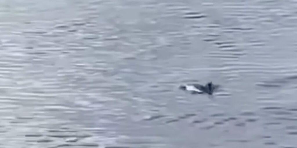 VIDEO: Soome lahes Eesti lähedal nähti delfiine