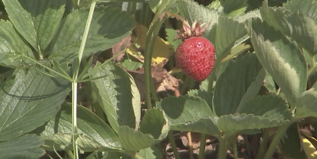 Soome magusa maasika taga paljastus kole saladus