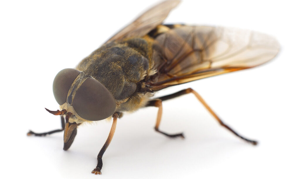 Soome professor soovitab: ärge tapke parme