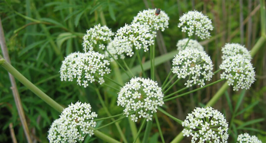 Praegu õitsev mürkputk on levinud peaaegu kogu Soome – ärge seda puutuge
