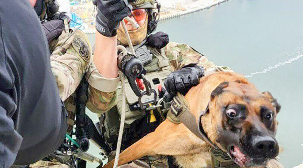 PILTUUDIS: Poola eriüksuse koer naudib õhusõitu