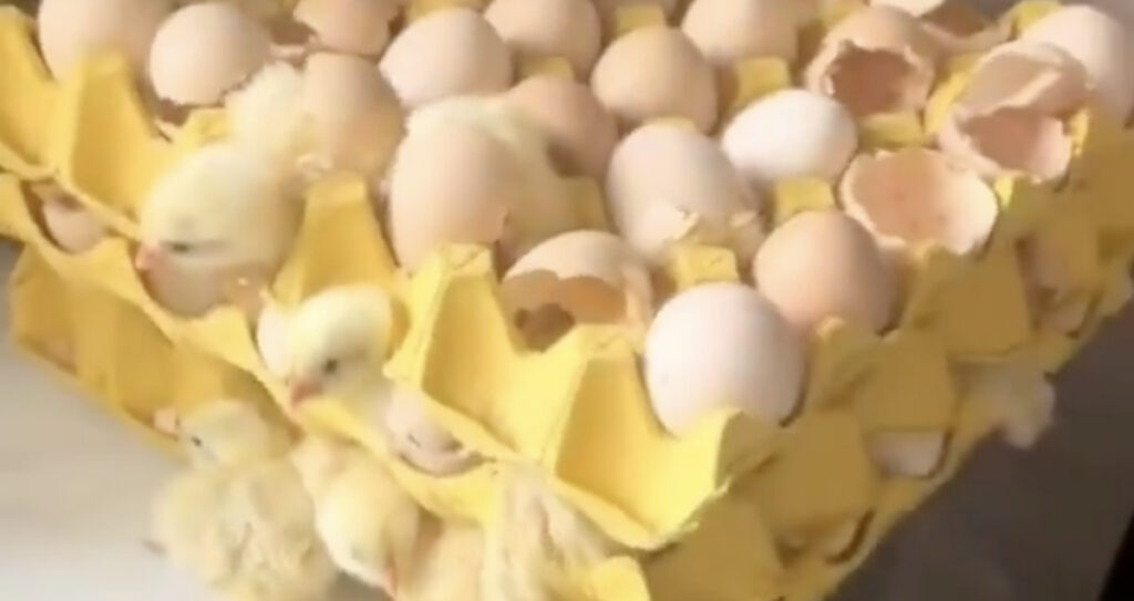 VIDEO: naine läks puhkusele ja naastes tabas teda üllatus