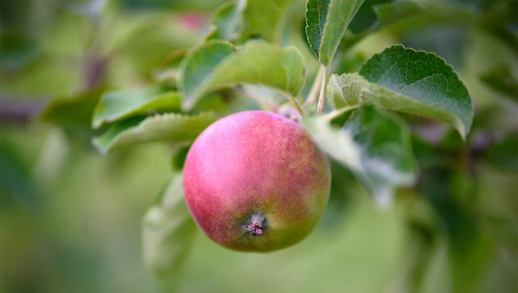 Soomes on õunapuud tühjad – see on põhjus