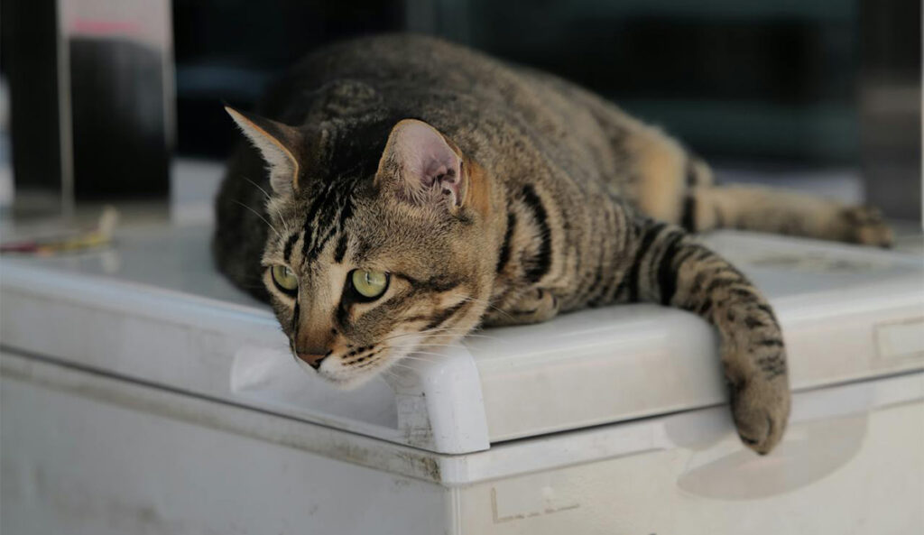 Soome politsei: lähedane oli hoidnud vanapaari 30 aastat sügavkülmas