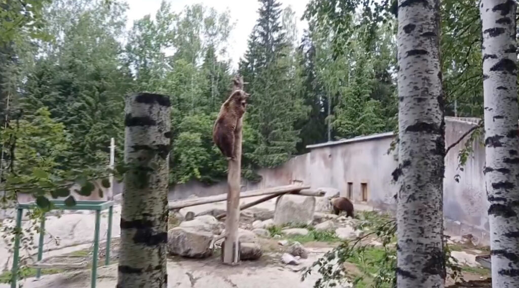 Soome kuulus Ähtäri loomaaed läheb pankrotti