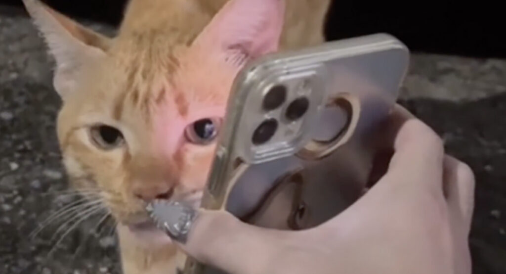 VIDEO: tänavakassid aitasid leida kadunud kodukassi