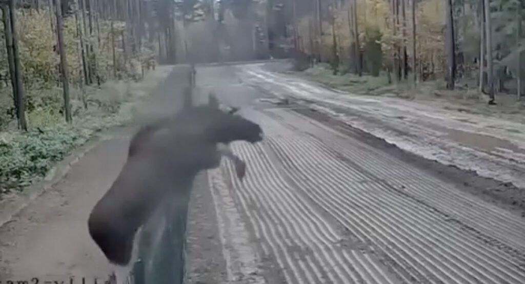 VIDEO: Valgevene põder põgenes Leetu