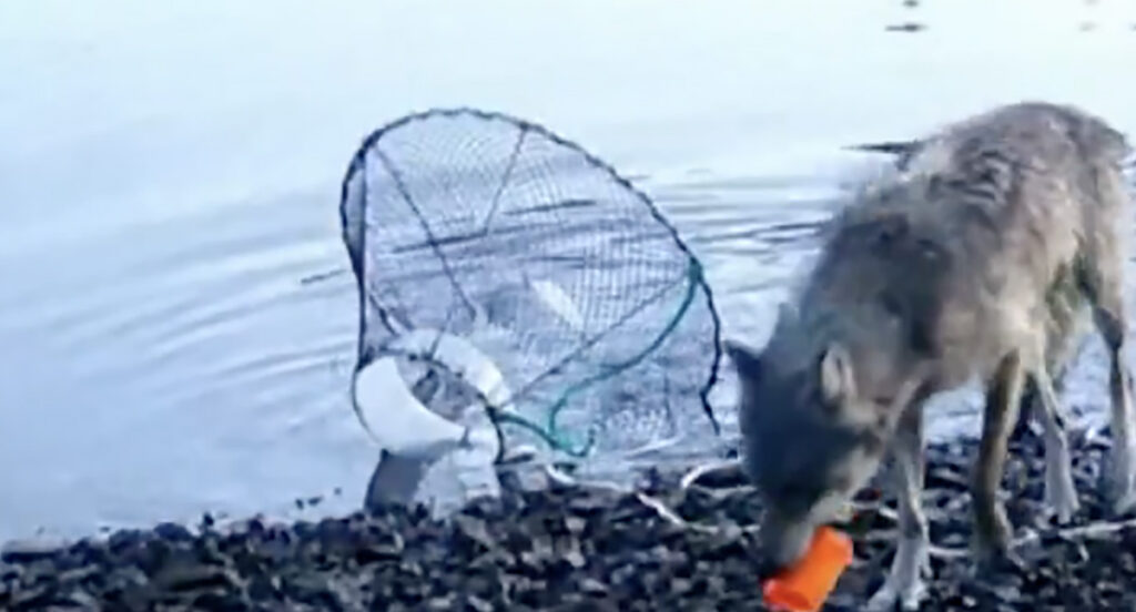 VIDEO: hunt püüab püünisega kala