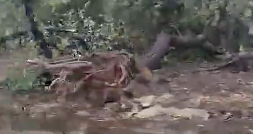 VIDEO: Portugali lõunarannikut tabas keeristorm, puud on juurtega välja rebitud