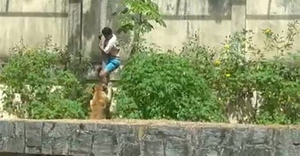 VIDEO: Brasiilias murdis lõvi loomaaias noore mehe maha NB! Nõrganärvilistele mittesoovitav