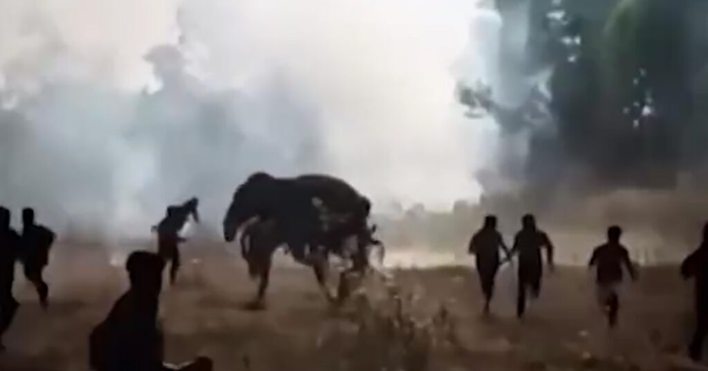 VIDEO: Indias möllab tapja-elevant