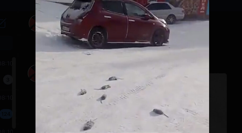 VIDEO: Venemaad tabas erakordne külm, rotid surevad nagu kärbsed