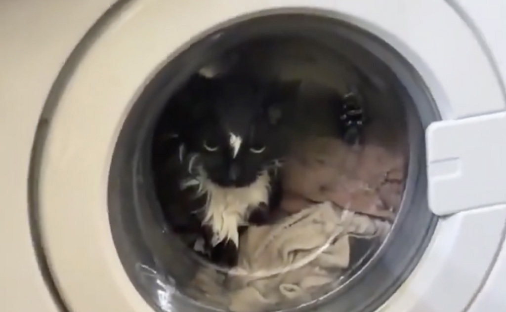 VIDEO: Moskvas pesi perenaine oma kassi ära