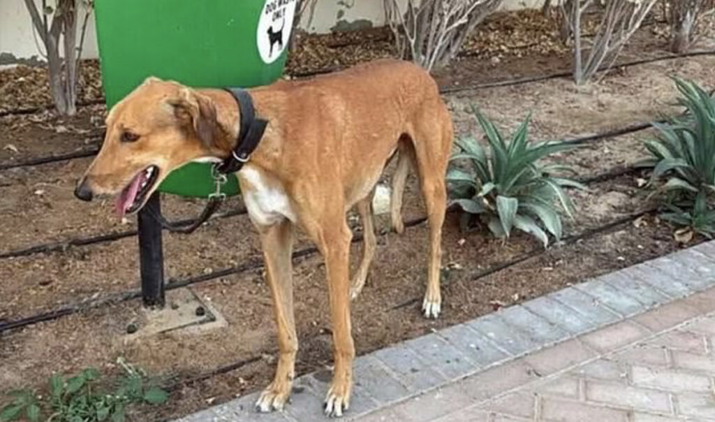 Dubai elanikud põgenevad ummisjalu, jättes maha oma lemmikloomad