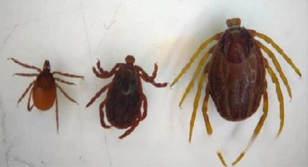 Venemaal hoiatatakse mutant-puukide eest