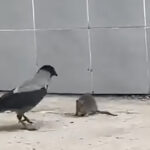 VIDEO: vares kimbutab rotti