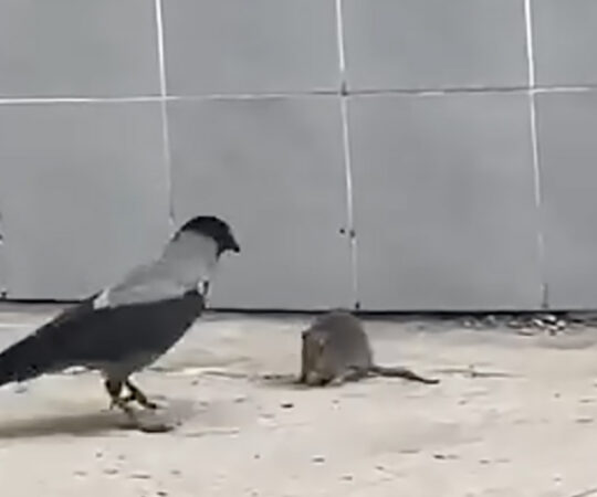 VIDEO: vares kimbutab rotti