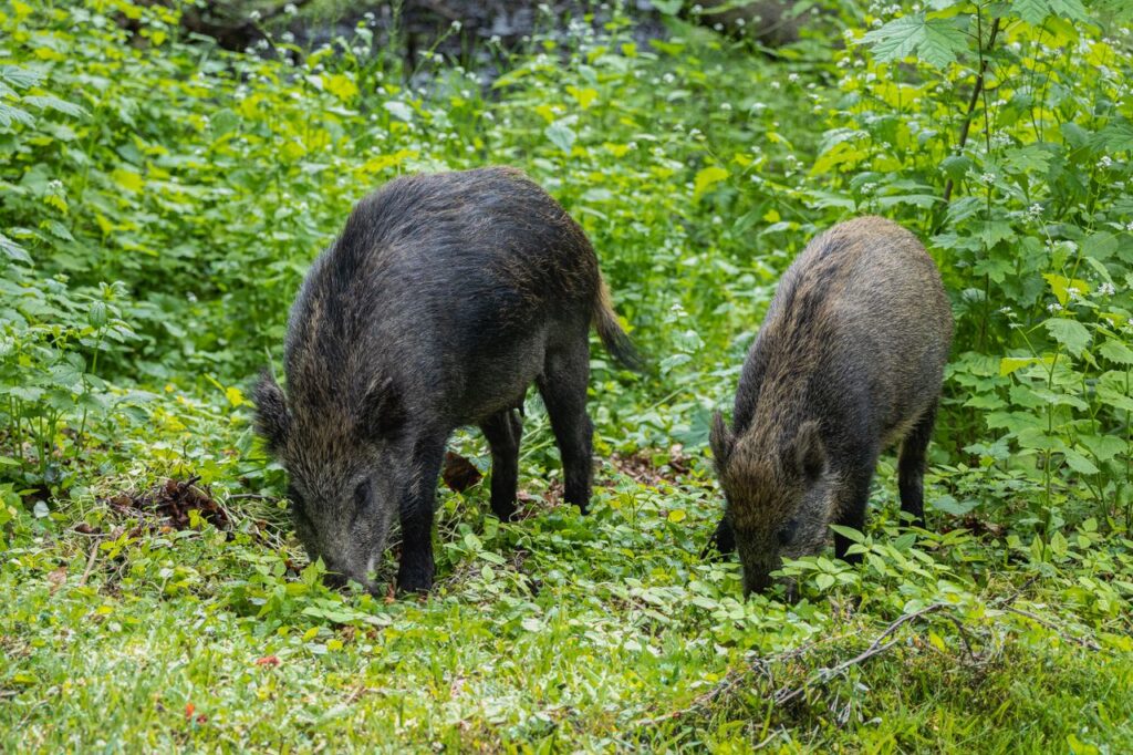 Seakatk levis Soomes uude kohta