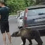 VIDEO: Rumeenias oli turist niivõrd naelutatud telefoni, et ei märganud karu