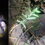 Läti-Valgevene piiril leiti samuti tunnel